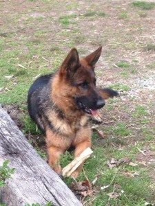 Aztek Vom Windy Ridge